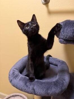 Tiernan -  Domestic Short Hair Cat for Adoption in Little Rock, Arkansas - Tiernan | PetCurious