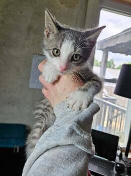 Piglet -  Domestic Short Hair Cat for Adoption - Piglet | PetCurious