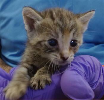 Domestic Short Hair Cats Available for Adoption in Doral, Florida - JESSICA | PetCurious