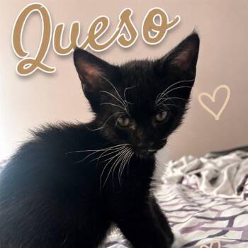QUESO -  Domestic Short Hair Cat for Adoption in Auburn, California - QUESO | PetCurious