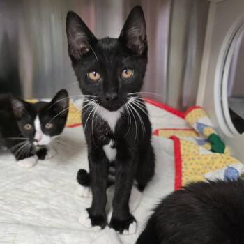 Duck -  Extra Toes Cat Hemingway Polydactyl Cat for Adoption in Spokane, Washington - Duck | PetCurious