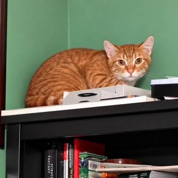 Toyota -  Domestic Short Hair Cat for Adoption in Silver Spring, Maryland - Toyota | PetCurious