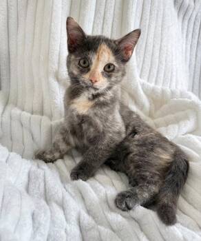 Prada -  Domestic Short Hair Cat for Adoption in Nashville, Tennessee - Prada | PetCurious
