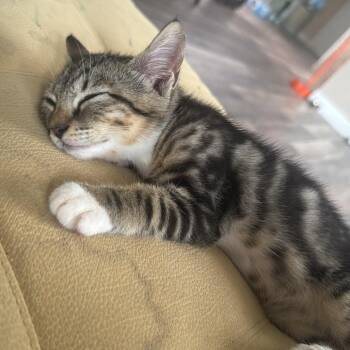 Domestic Short Hair Cats Available for Adoption - Akira | PetCurious