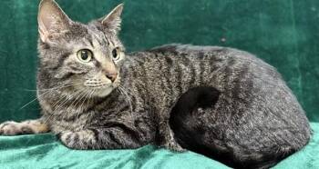 Domestic Short Hair Cats Available for Adoption in Gary, Indiana - Hatfield | PetCurious