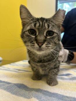 Stella -  Domestic Short Hair Cat for Adoption in Raleigh, North Carolina - Stella | PetCurious