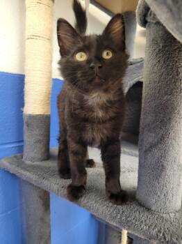 Tito -  Domestic Medium Hair Cat for Adoption in Logan, Utah - Tito | PetCurious