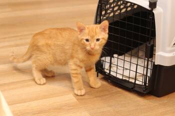 Largo -  Domestic Short Hair Cat for Adoption in Lethbridge, Alberta - Largo | PetCurious