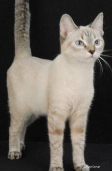 Nee Doh -  Domestic Short Hair and Siamese Cat for Adoption in Newland, North Carolina - Nee Doh | PetCurious