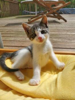 Domestic Short Hair Cats Available for Adoption in Pomona, New York - Reef | PetCurious