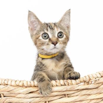 Might Rain -  Domestic Short Hair Cat for Adoption in Franklin, Tennessee - Might Rain | PetCurious