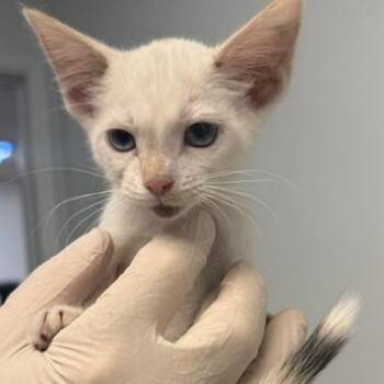 Luffy -  Siamese and Domestic Short Hair Cat for Adoption in Las Vegas, Nevada - Luffy | PetCurious