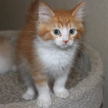 Chewbacca -  Domestic Medium Hair Cat for Adoption in Keizer, Oregon - Chewbacca | PetCurious