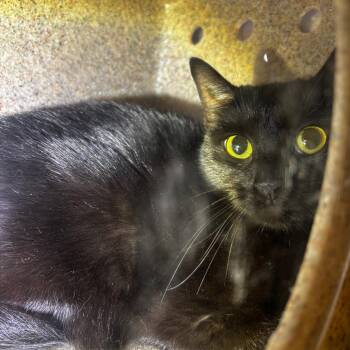 Shy Shy -  Domestic Short Hair Cat for Adoption in Philadelphia, Pennsylvania - Shy Shy | PetCurious