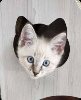 Latte -  Siamese Cat Available for Adoption in San Jacinto, California - Latte | PetCurious