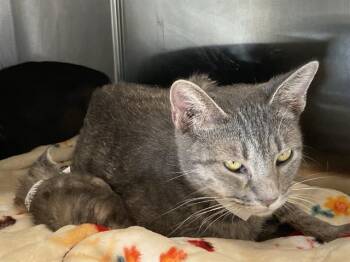 Domestic Short Hair Cats Available for Adoption in Tustin, California - KAYA | PetCurious