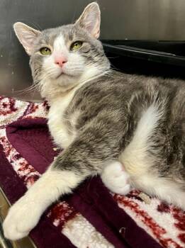 Rescue Domestic Short Hair Cats for Adoption in Lima, Ohio - Merlin | PetCurious