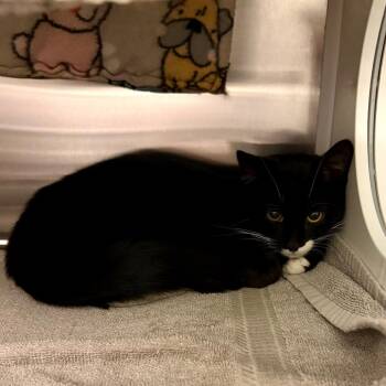 Domestic Short Hair Cats Available for Adoption in Council Bluffs, Iowa - Benny | PetCurious