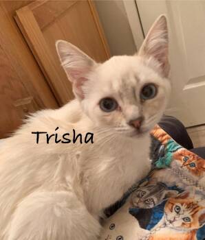 Trisha -  Domestic Short Hair and Siamese Cat for Adoption in Hollister, California - Trisha | PetCurious