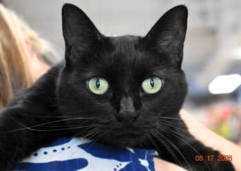 Gypsy -  Domestic Short Hair Cat for Adoption in Rossville, Georgia - Gypsy | PetCurious