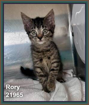 RORY (see also LORELAI) -  Domestic Short Hair and Tabby Cat for Adoption in Marietta, Georgia - RORY (see Also LORELAI) | PetCurious