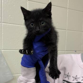Darkwing Duck -  Domestic Short Hair Cat for Adoption in Kearney, Nebraska - Darkwing Duck | PetCurious