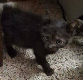 Alis Chalmers -  Domestic Short Hair Cat for Adoption in Portland, Indiana - Alis Chalmers | PetCurious