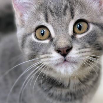 Pearl -  Domestic Short Hair Cat for Adoption in Wakefield, Quebec - Pearl | PetCurious