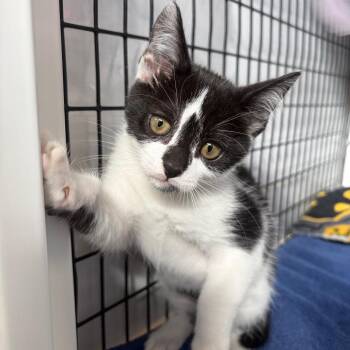 Astrid -  Domestic Short Hair Cat for Adoption in Sarasota, Florida - Astrid | PetCurious