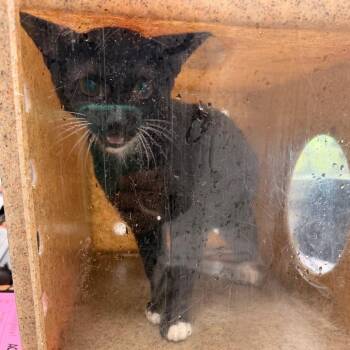 Tampa -  Domestic Short Hair Cat for Adoption in Philadelphia, Pennsylvania - Tampa | PetCurious