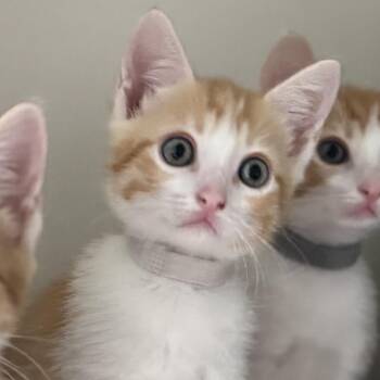 Rainbow -  Domestic Short Hair Cat for Adoption - Rainbow | PetCurious