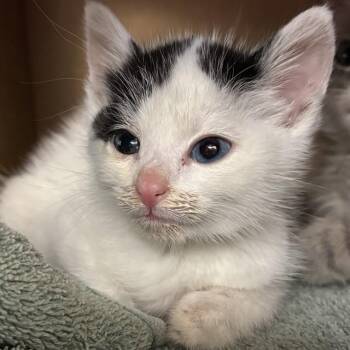 GERTIE -  Domestic Short Hair Cat for Adoption in St. Louis, Missouri - GERTIE | PetCurious