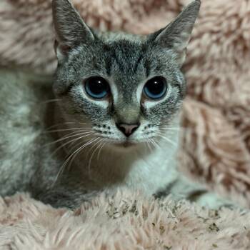 Neela -  Domestic Short Hair and Siamese Cat for Adoption in Lancaster, Ohio - Neela | PetCurious