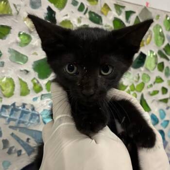 YURI -  Domestic Short Hair Cat for Adoption in Pensacola, Florida - YURI | PetCurious
