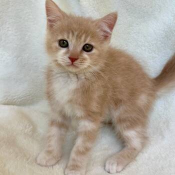 Banana -  Domestic Short Hair Cat for Adoption in Birmingham, Alabama - Banana | PetCurious