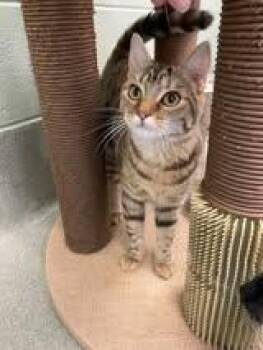 Rescue Domestic Short Hair Cats for Adoption in Maidens, Virginia - Tulip Fork | PetCurious