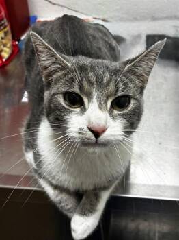 ASIA -  Domestic Short Hair Cat for Adoption - ASIA | PetCurious