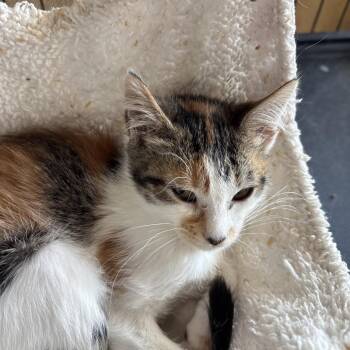 Calico -  Domestic Short Hair Cat for Adoption in Webster, Texas - Calico | PetCurious