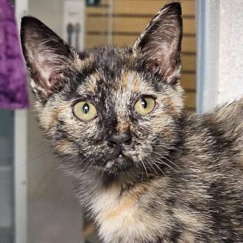 Domestic Short Hair Cats Available for Adoption in Seattle, Washington - Dax | PetCurious