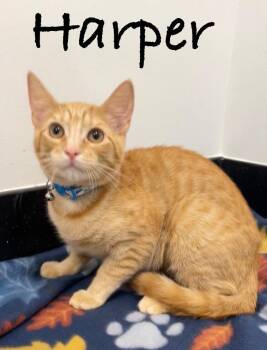 Harper -  Tabby Cat for Adoption in Casselberry, Florida - Harper | PetCurious