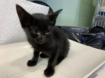 MOLLY -  Domestic Short Hair Cat for Adoption in Grand Prairie, Texas - MOLLY | PetCurious