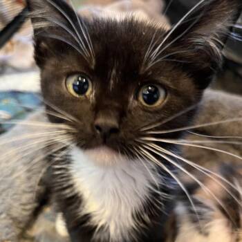 Pail -  Domestic Medium Hair Cat for Adoption in Kanab, Utah - Pail | PetCurious