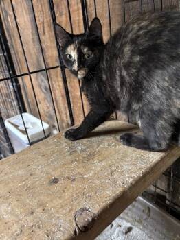 Rescue Domestic Short Hair Cats for Adoption in Camp Hill, Pennsylvania - Savanna | PetCurious