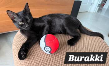 Burakki -  American Shorthair Cat for Adoption in Quail Heights, Florida - Burakki | PetCurious