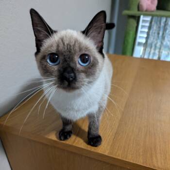 Siamese Cats Available for Adoption in Austin, Texas - Tamara Grace  | PetCurious