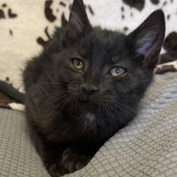 Sincere -  Domestic Short Hair Cat for Adoption in Buffalo, Minnesota - Sincere | PetCurious