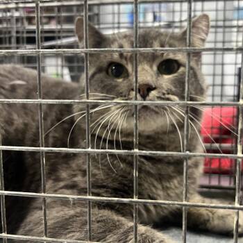 Domestic Short Hair Cats Available for Adoption - Crusher | PetCurious