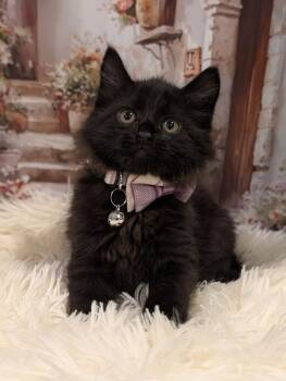 Domestic Medium Hair Cats Available for Adoption in Fremont, California - Paris | PetCurious