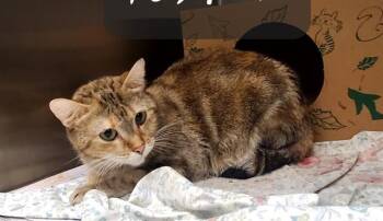 FRANKIE -  Domestic Short Hair Cat for Adoption in St. Louis, Missouri - FRANKIE | PetCurious