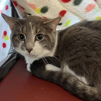 Saber -  Domestic Medium Hair Cat for Adoption in Columbia, Illinois - Saber | PetCurious